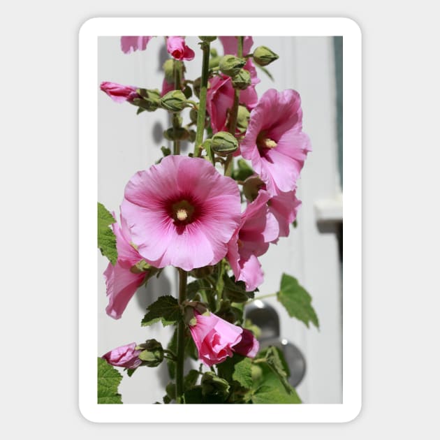 Hollyhock, hollyhock, hollyhock, flower, blossom, pink Sticker by Kruegerfoto